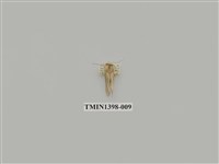 藏品(夜蛾科)的圖片